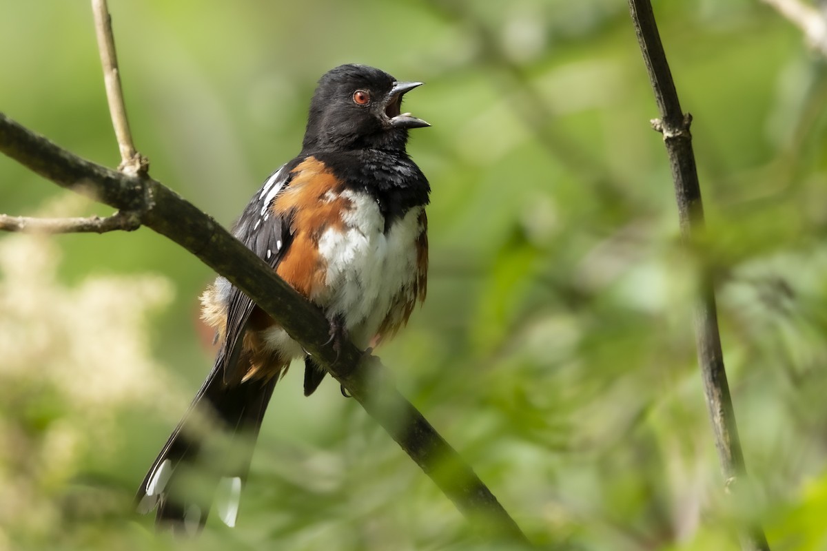 Spotted Towhee - ML620586796