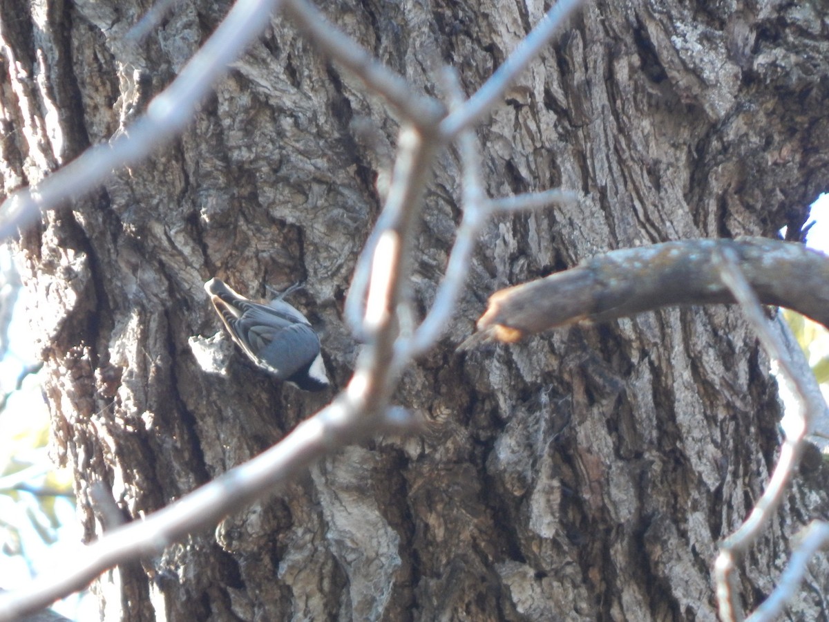 White-breasted Nuthatch - ML620586799