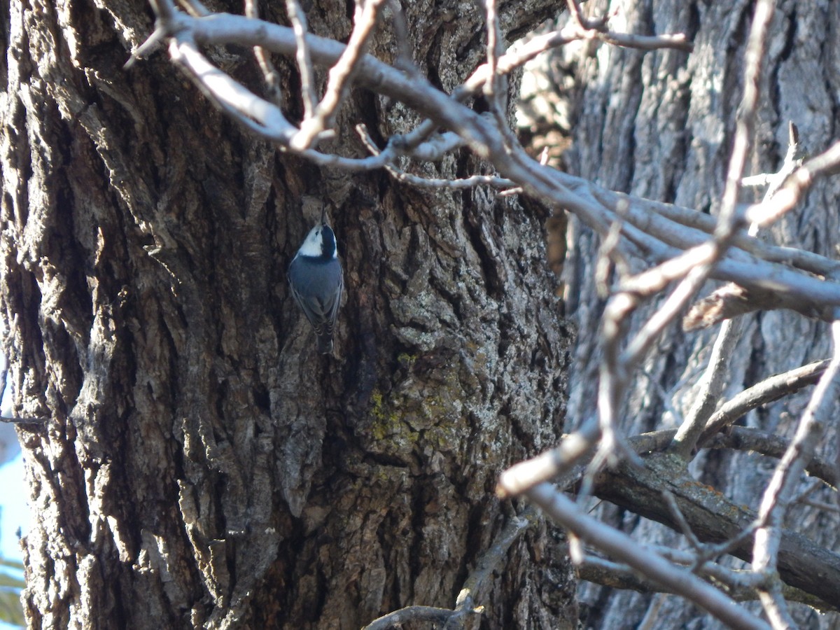 White-breasted Nuthatch - ML620586800