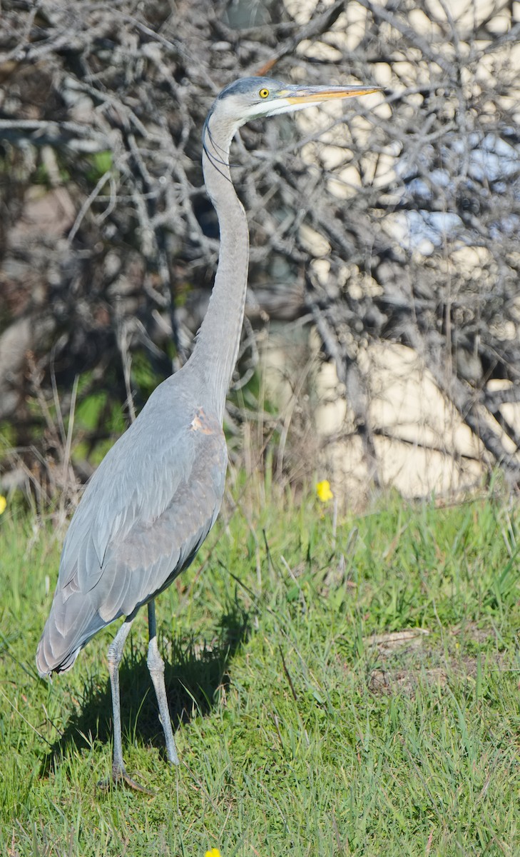 herodiashegre (herodias gr.) - ML620586801