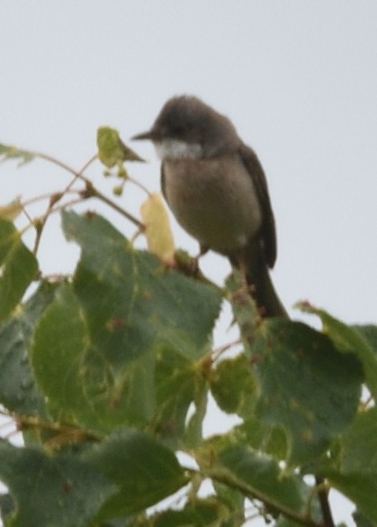 Greater Whitethroat - ML620586804