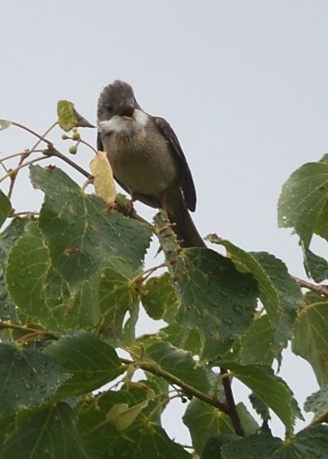 Greater Whitethroat - ML620586806