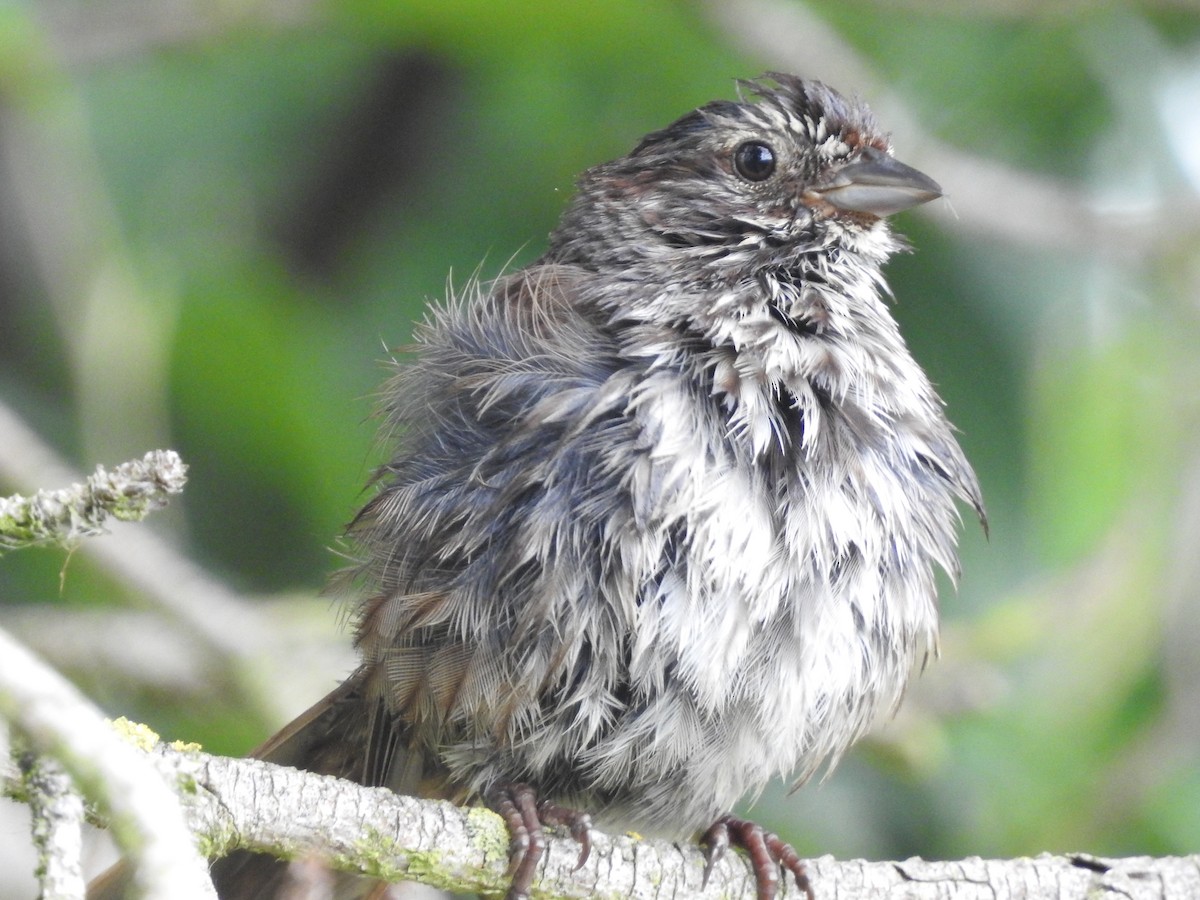 Song Sparrow - ML620586809