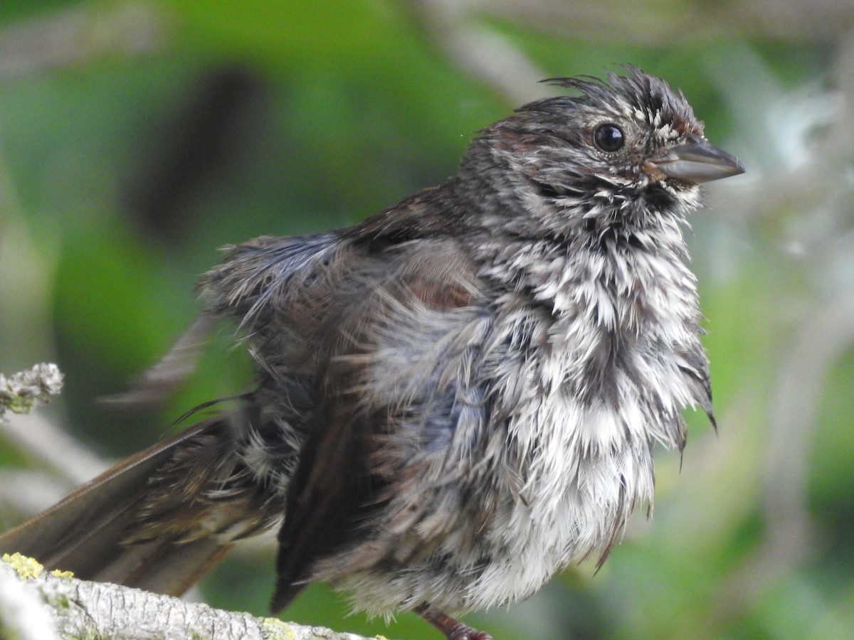 Song Sparrow - ML620586810