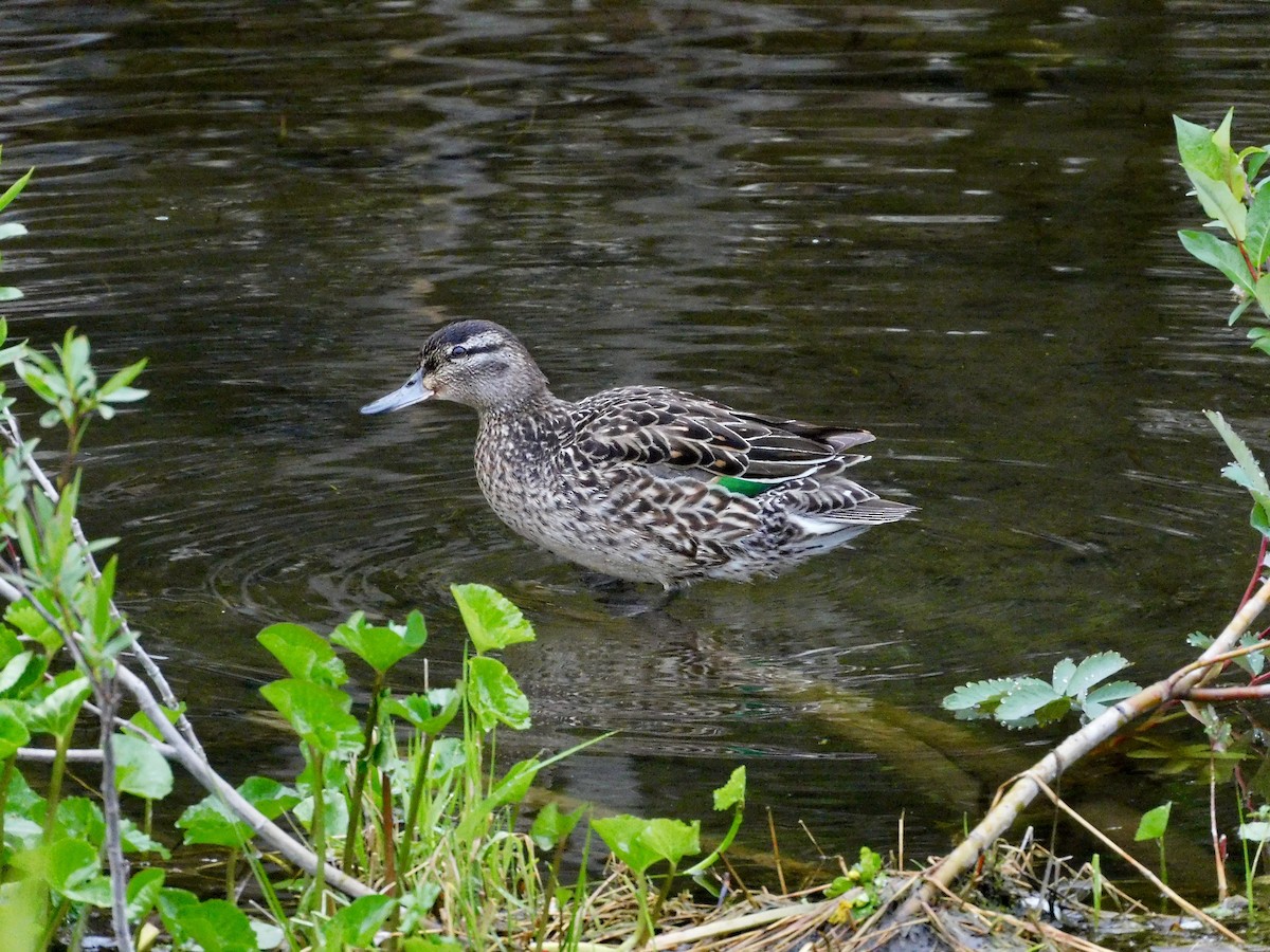 Green-winged Teal - ML620586812
