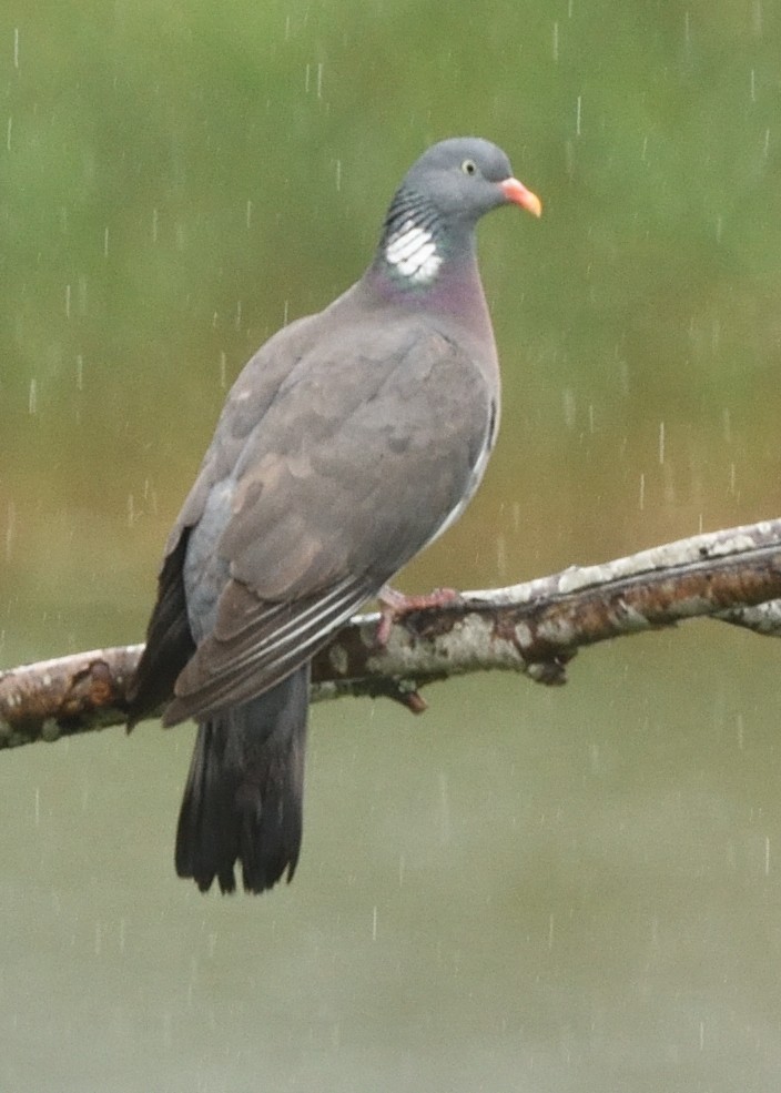 Common Wood-Pigeon - ML620586825