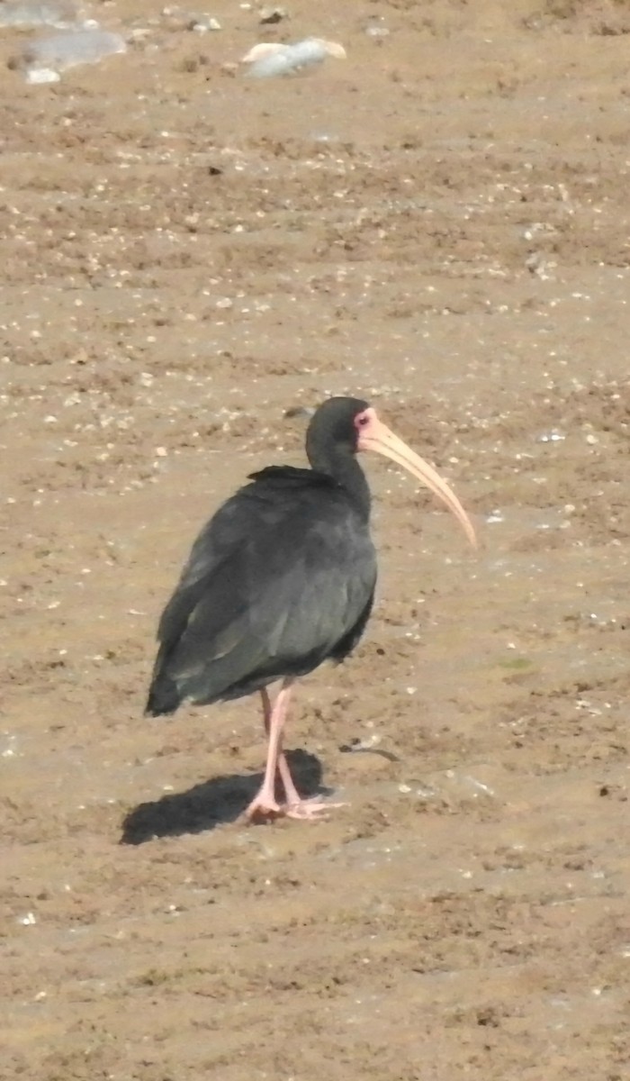 ibis tmavý - ML620586828