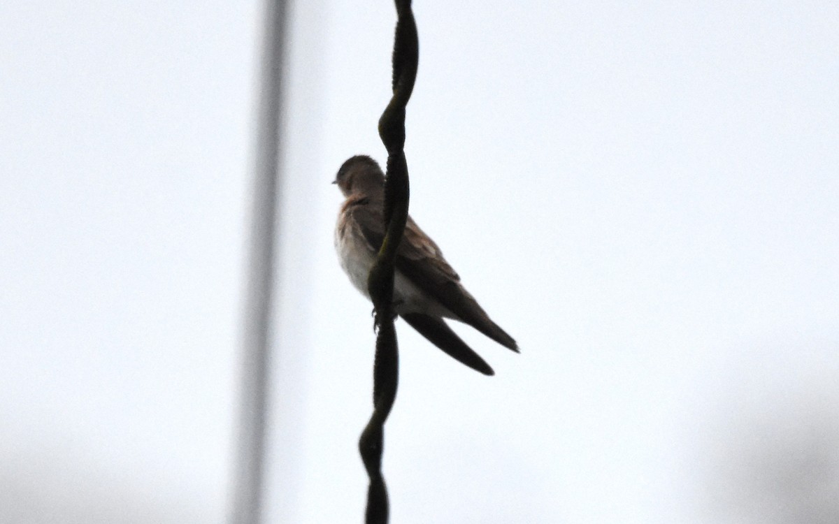 Northern Rough-winged Swallow - ML620586829
