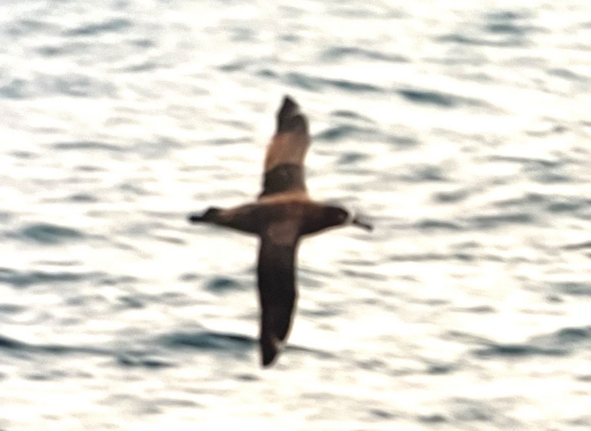 Albatros à pieds noirs - ML620586832