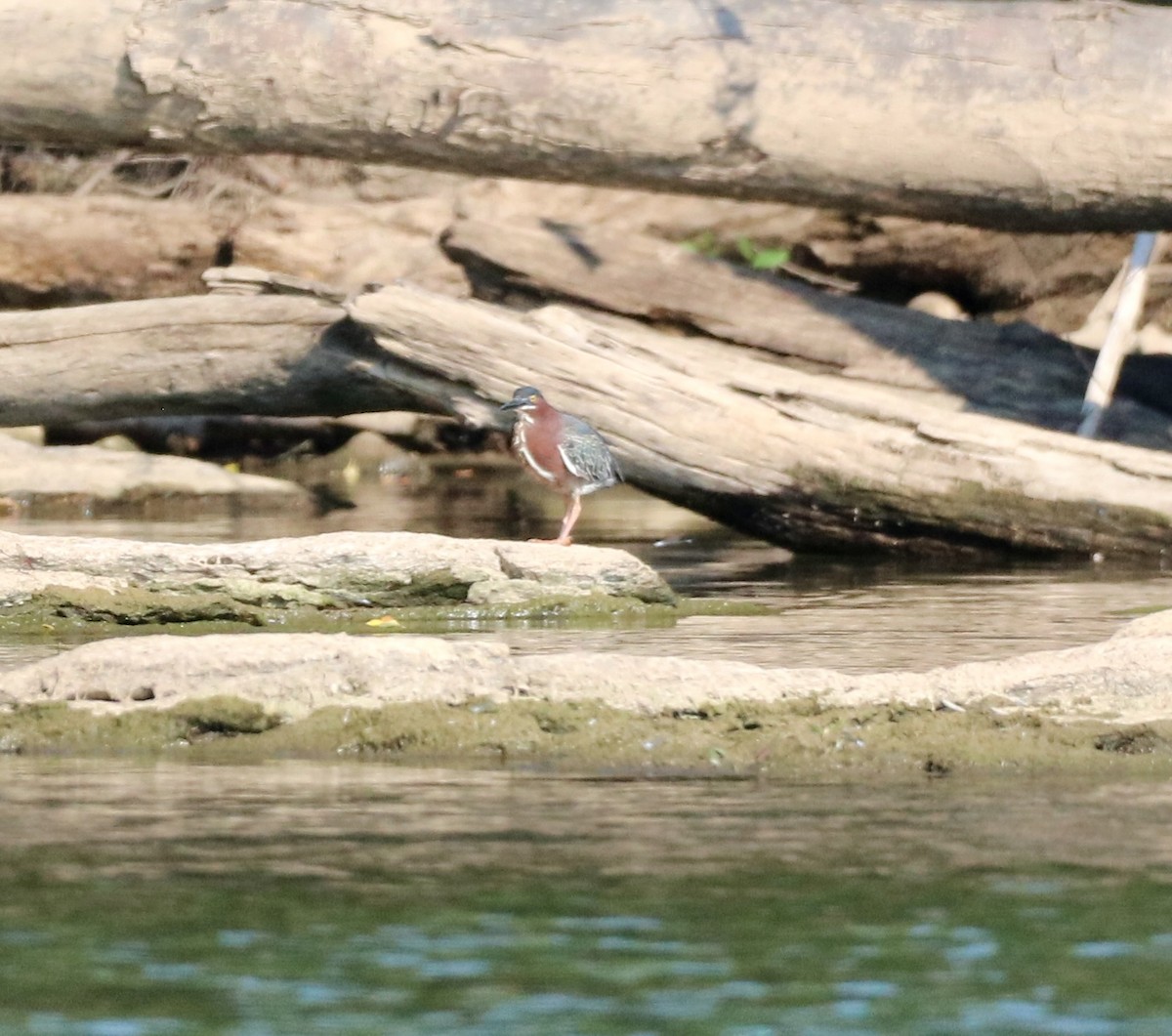 Green Heron - ML620586837