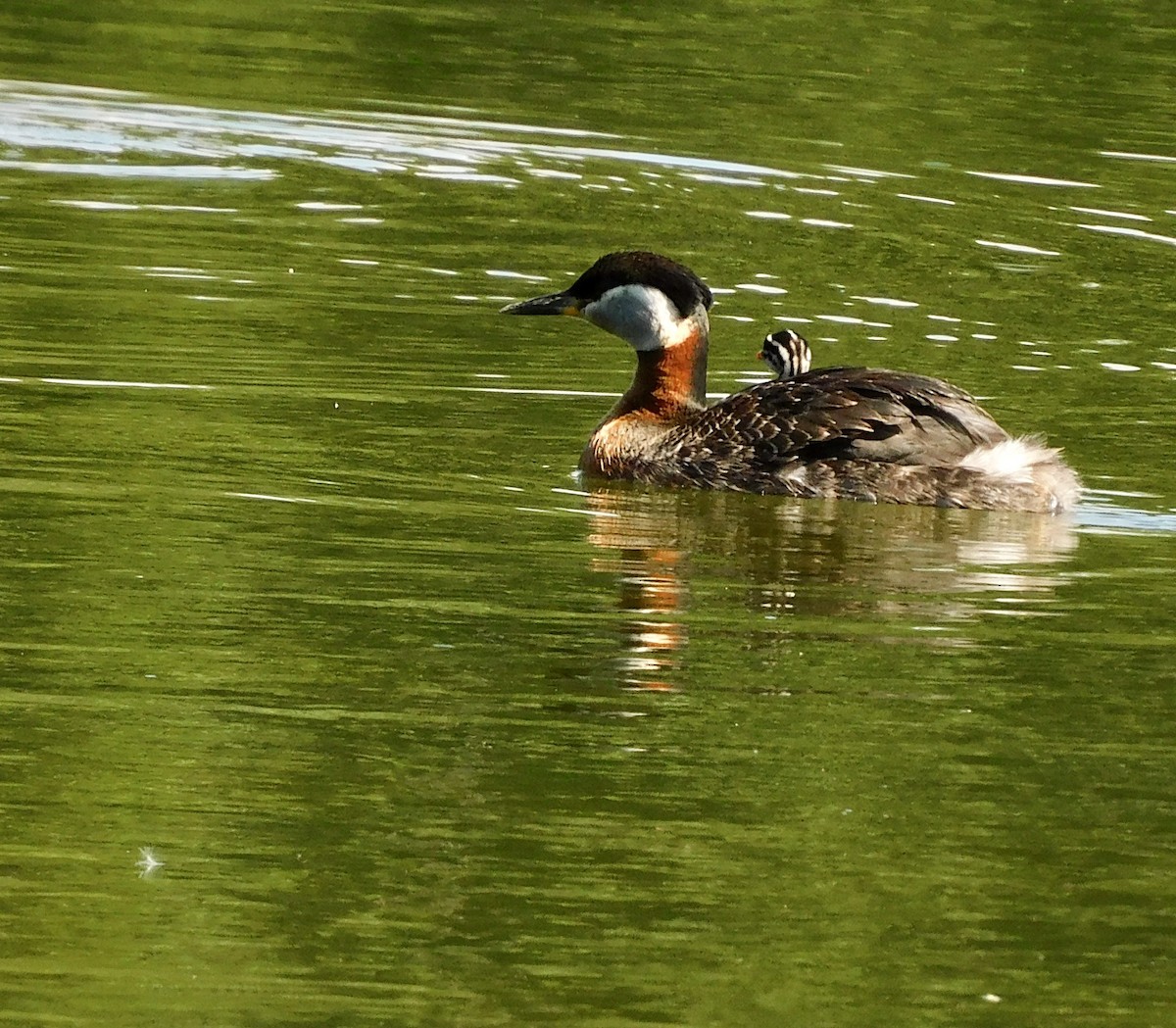 Red-necked Grebe - ML620586838