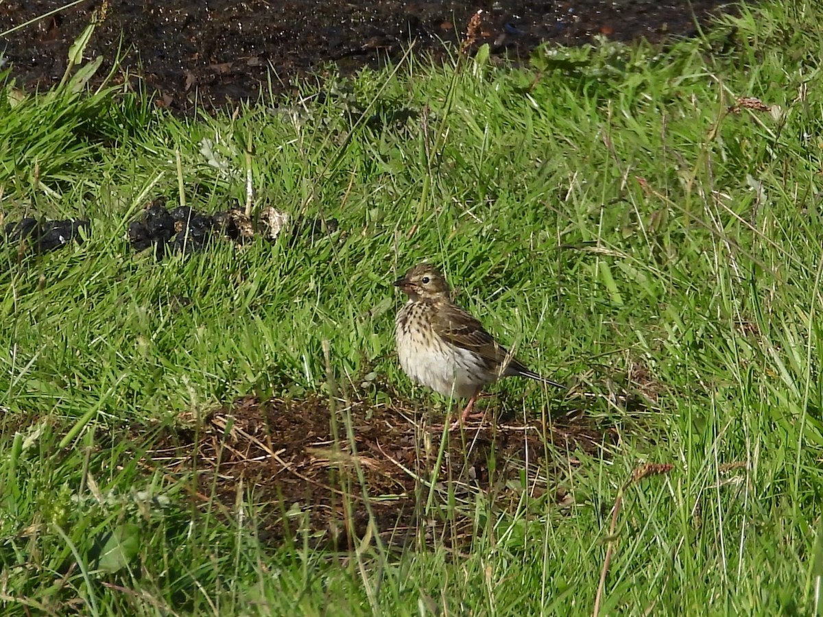 Meadow Pipit - ML620586841