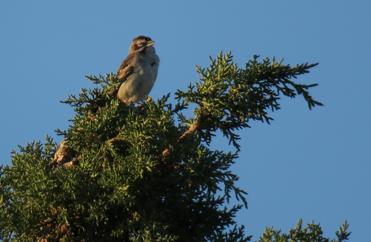 Lark Sparrow - ML620586856