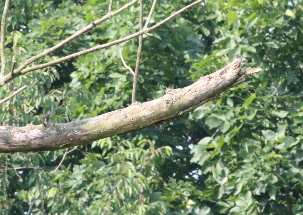 Red-headed Woodpecker - Joe Gyekis