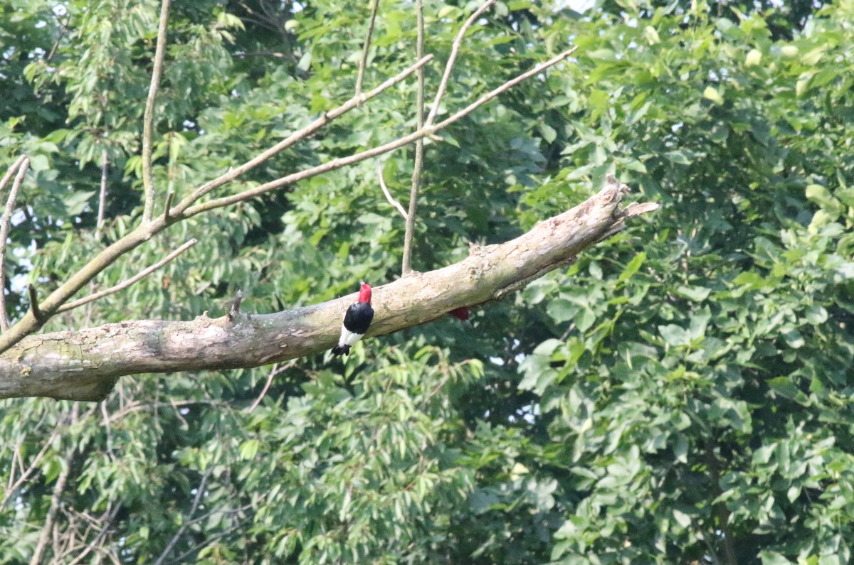 Red-headed Woodpecker - ML620586860