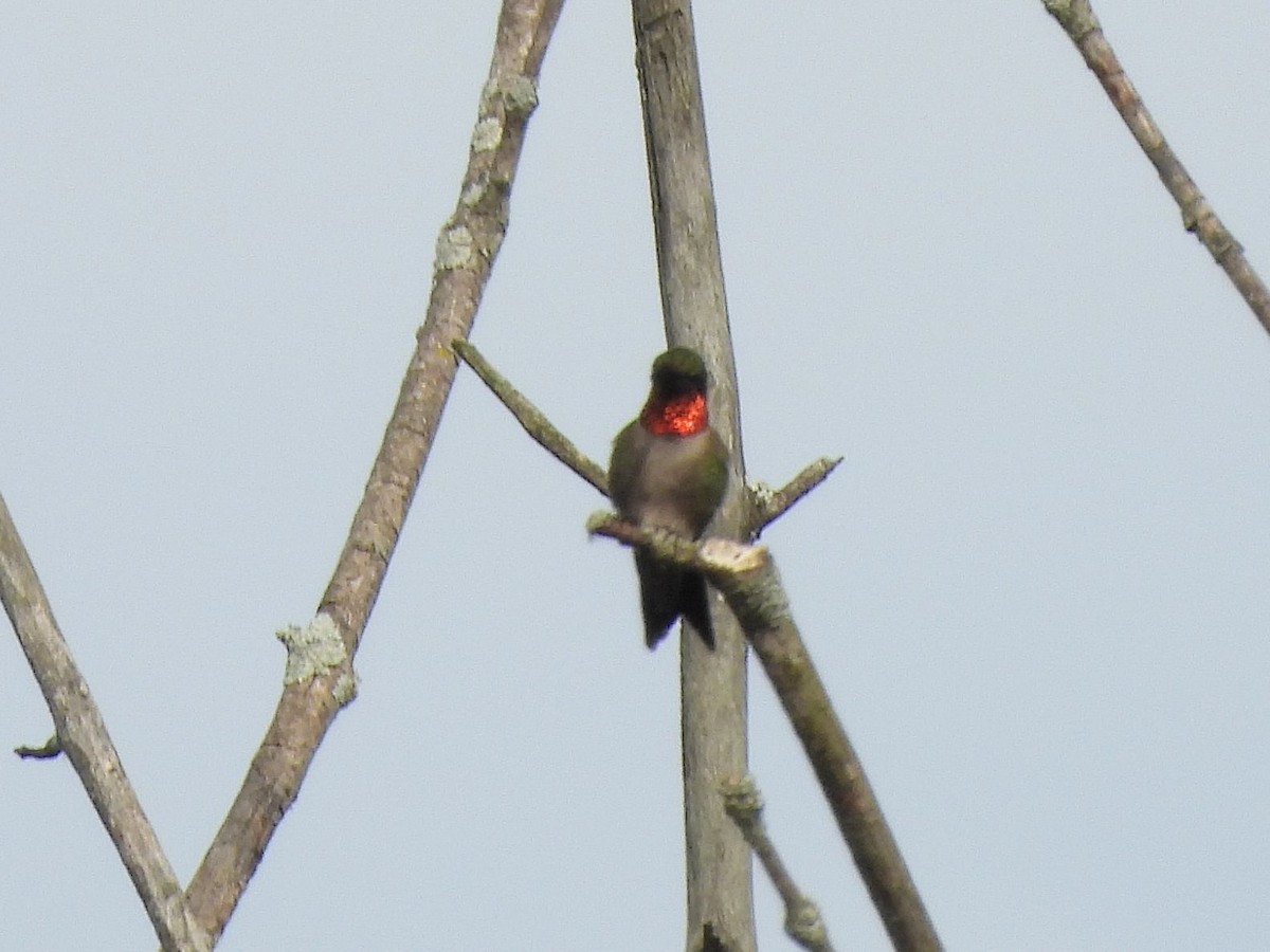 Ruby-throated Hummingbird - ML620586868