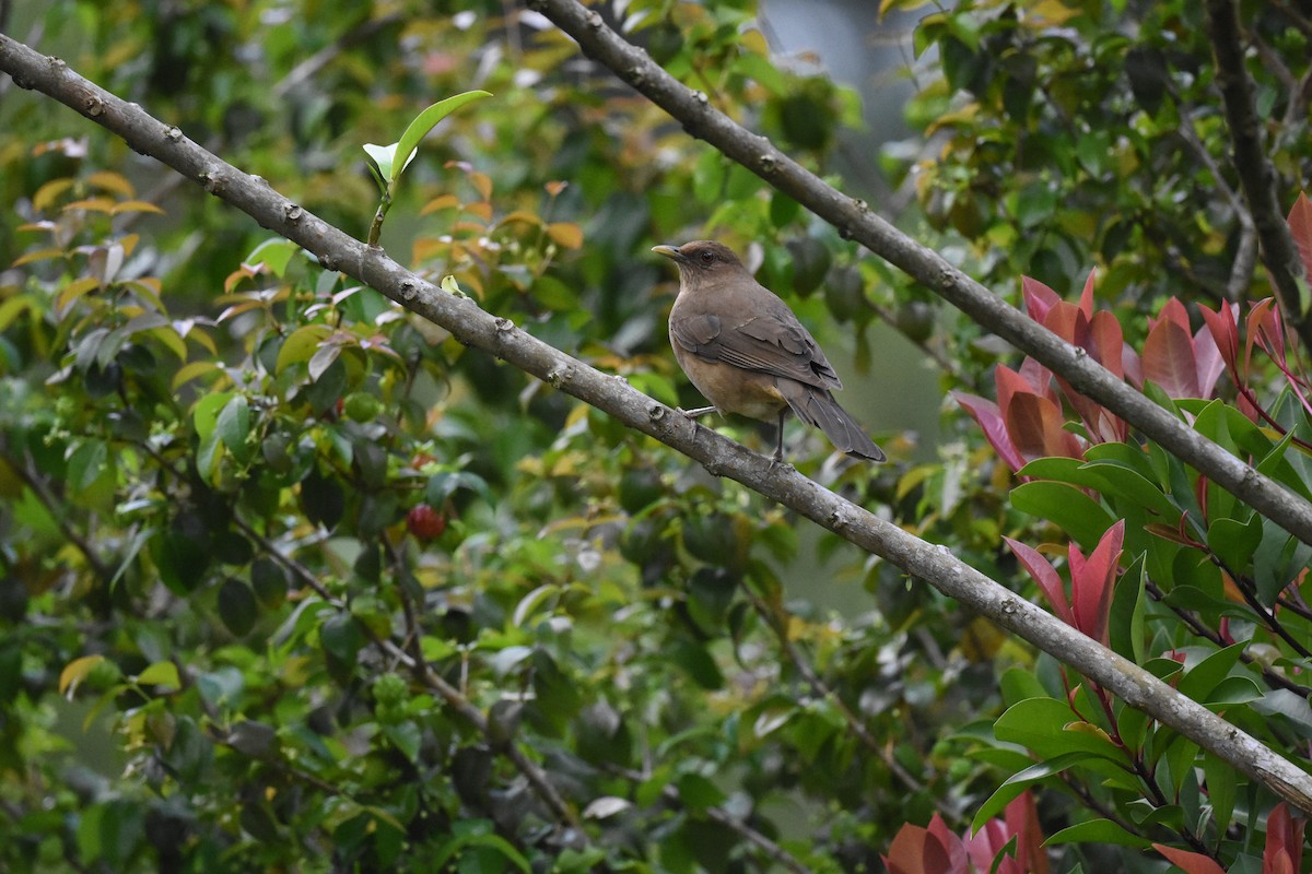 Clay-colored Thrush - ML620586872