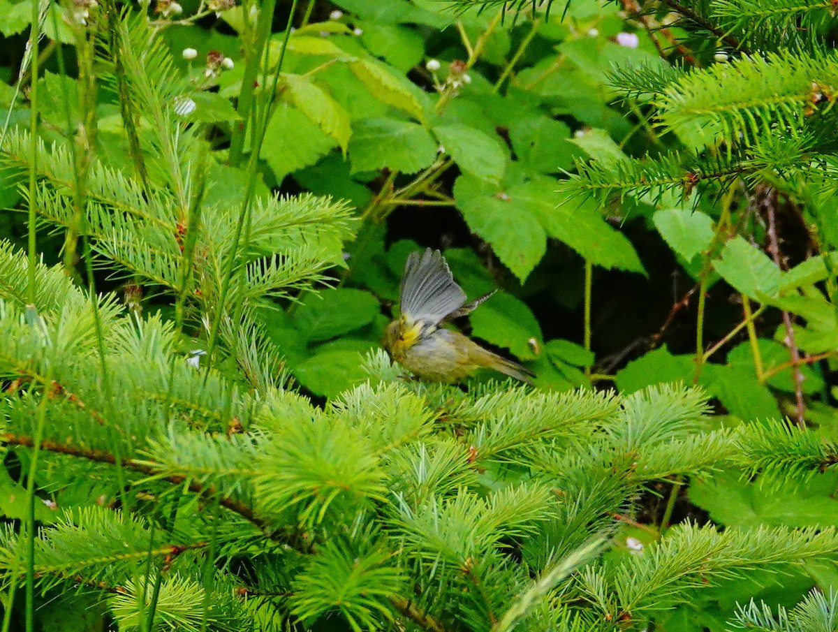 Orange-crowned Warbler - ML620586876