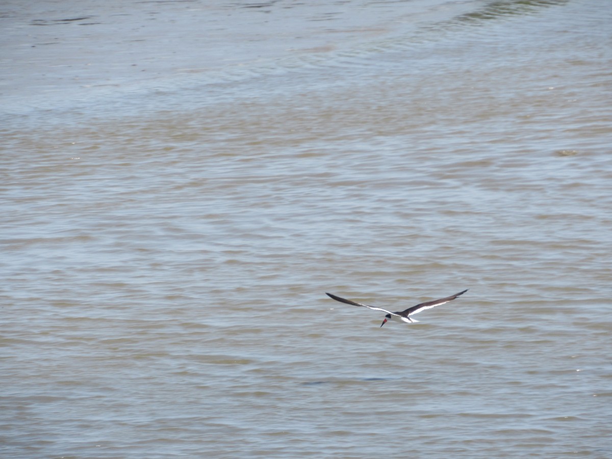 Black Skimmer - ML620586877