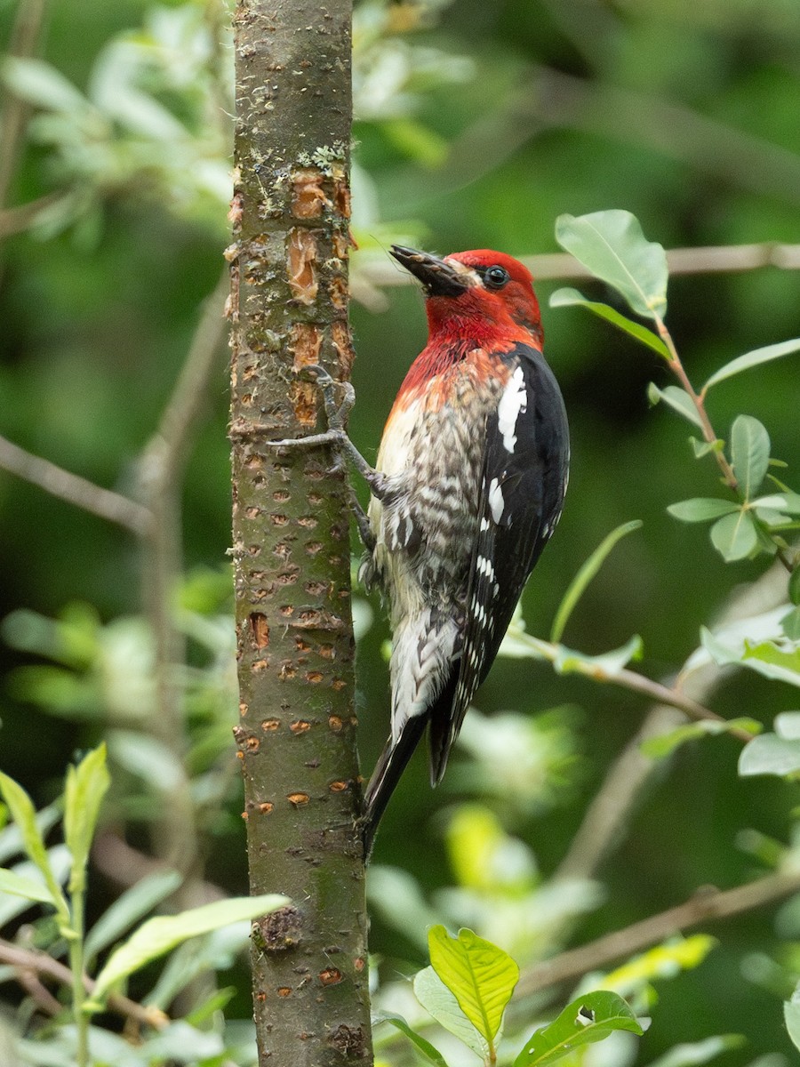 Red-breasted Sapsucker - ML620586884