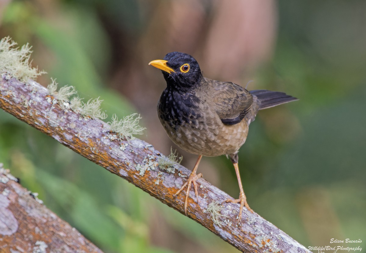 Black-hooded Thrush - Edison Buenano