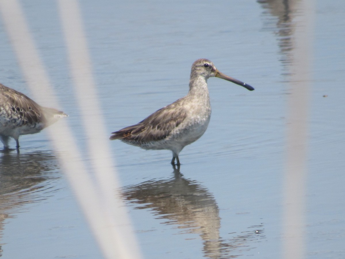 Short-billed Dowitcher - ML620586886