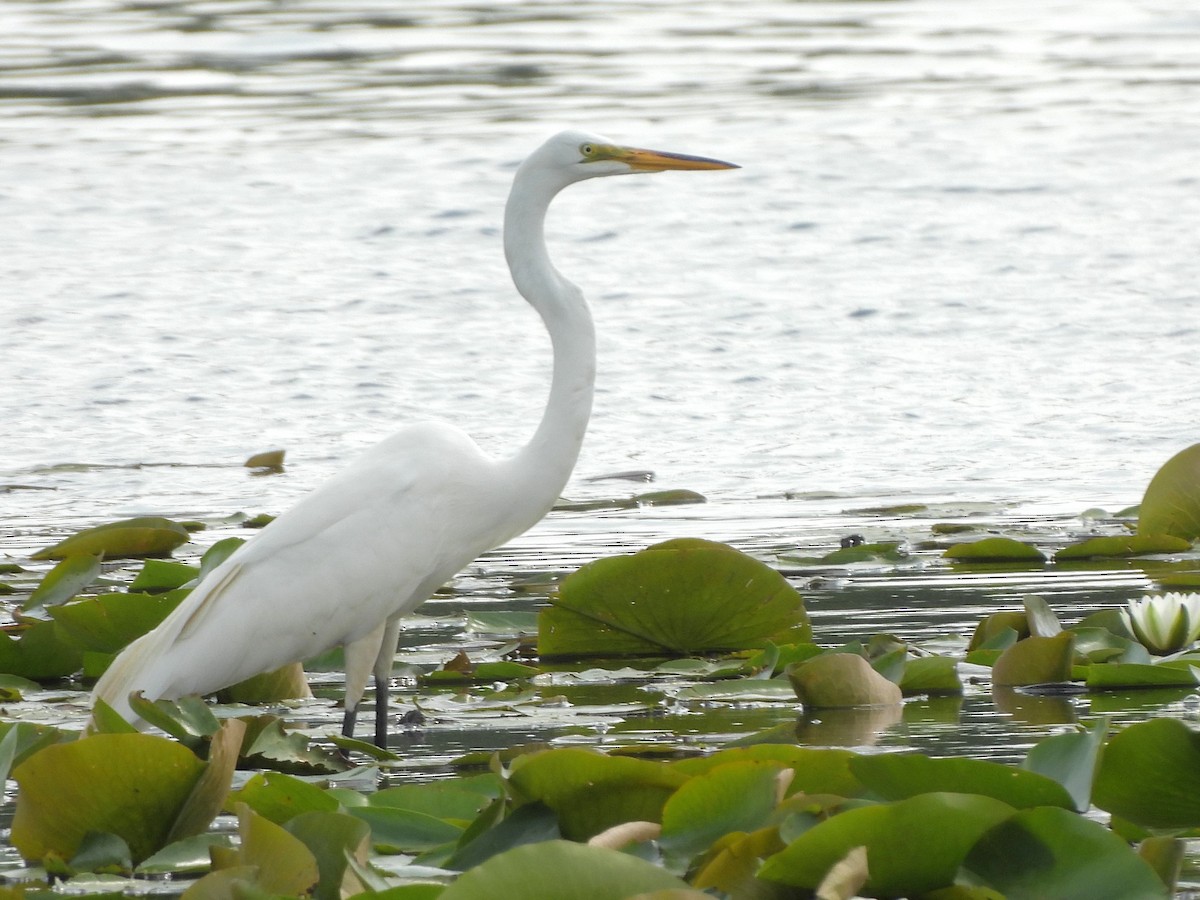 Great Egret - ML620586888