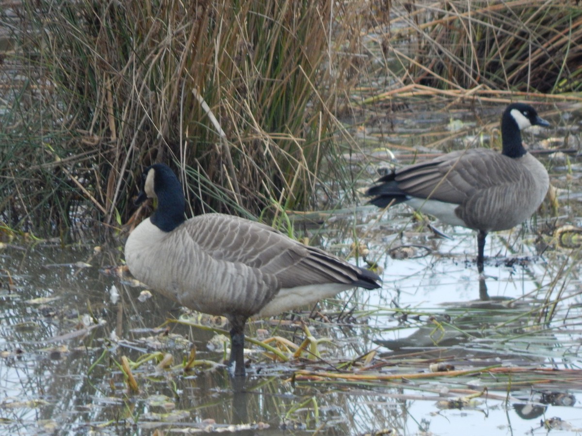 Canada Goose - ML620586889