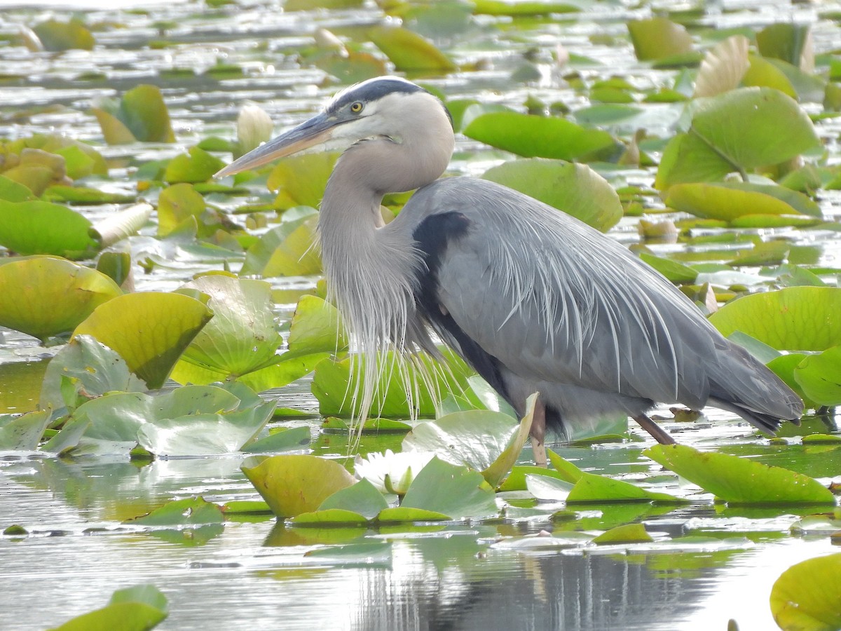 Great Blue Heron - ML620586890