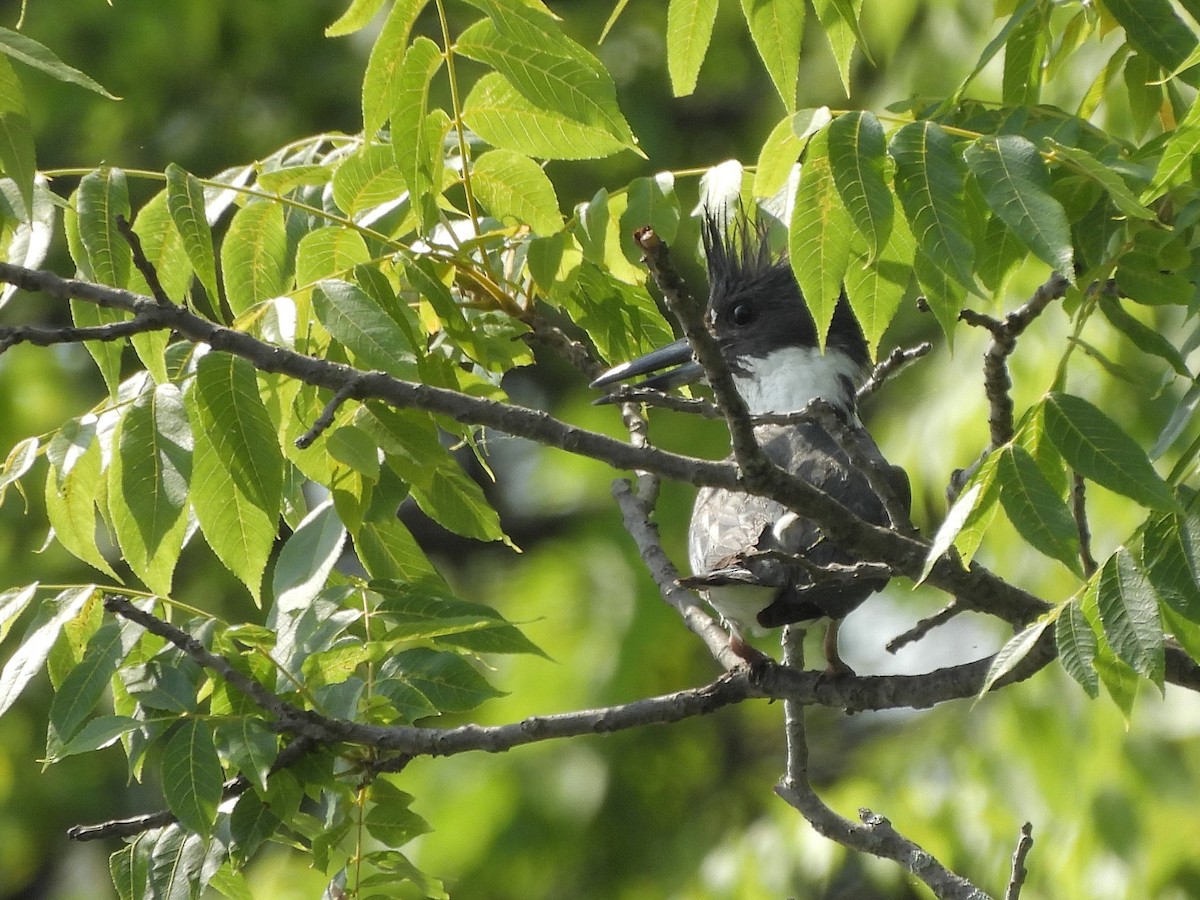 Belted Kingfisher - ML620586893