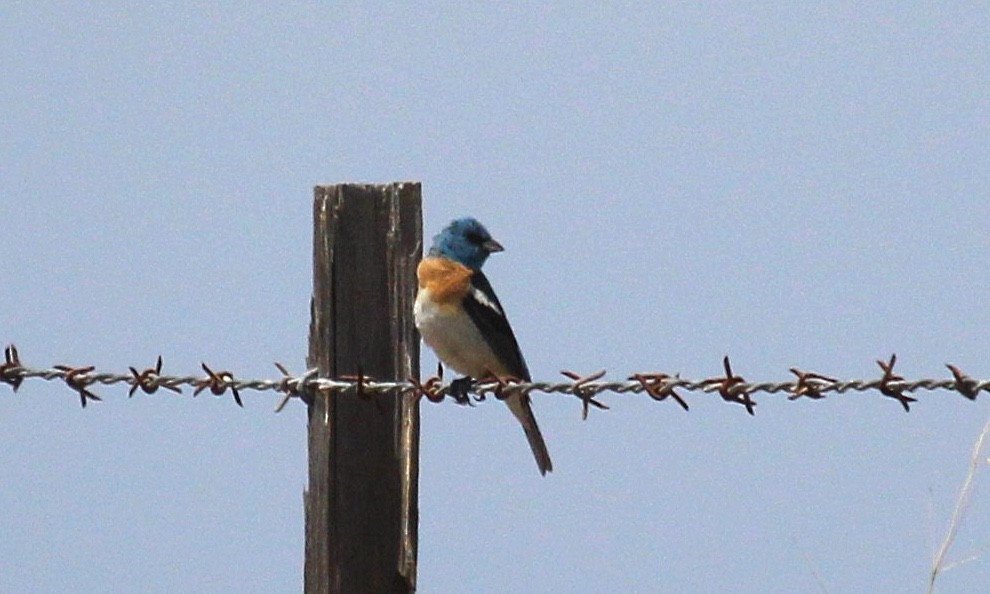 Lazuli Bunting - ML620586897