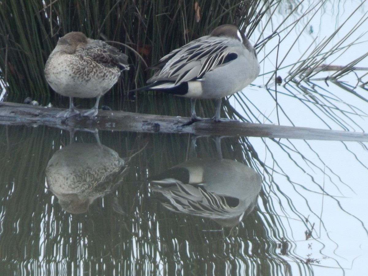 Northern Pintail - ML620586903