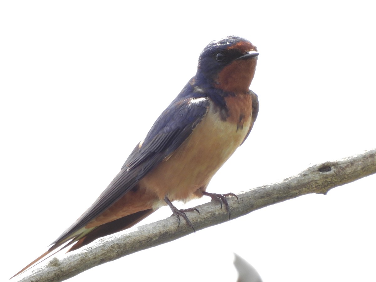 Golondrina Común - ML620586905