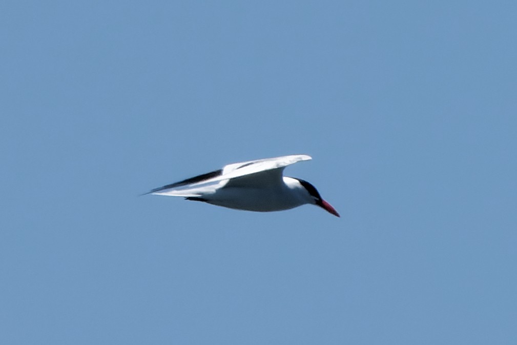 Caspian Tern - ML620586906