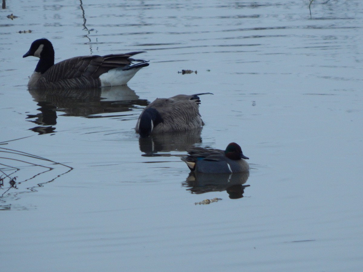 Green-winged Teal - ML620586908