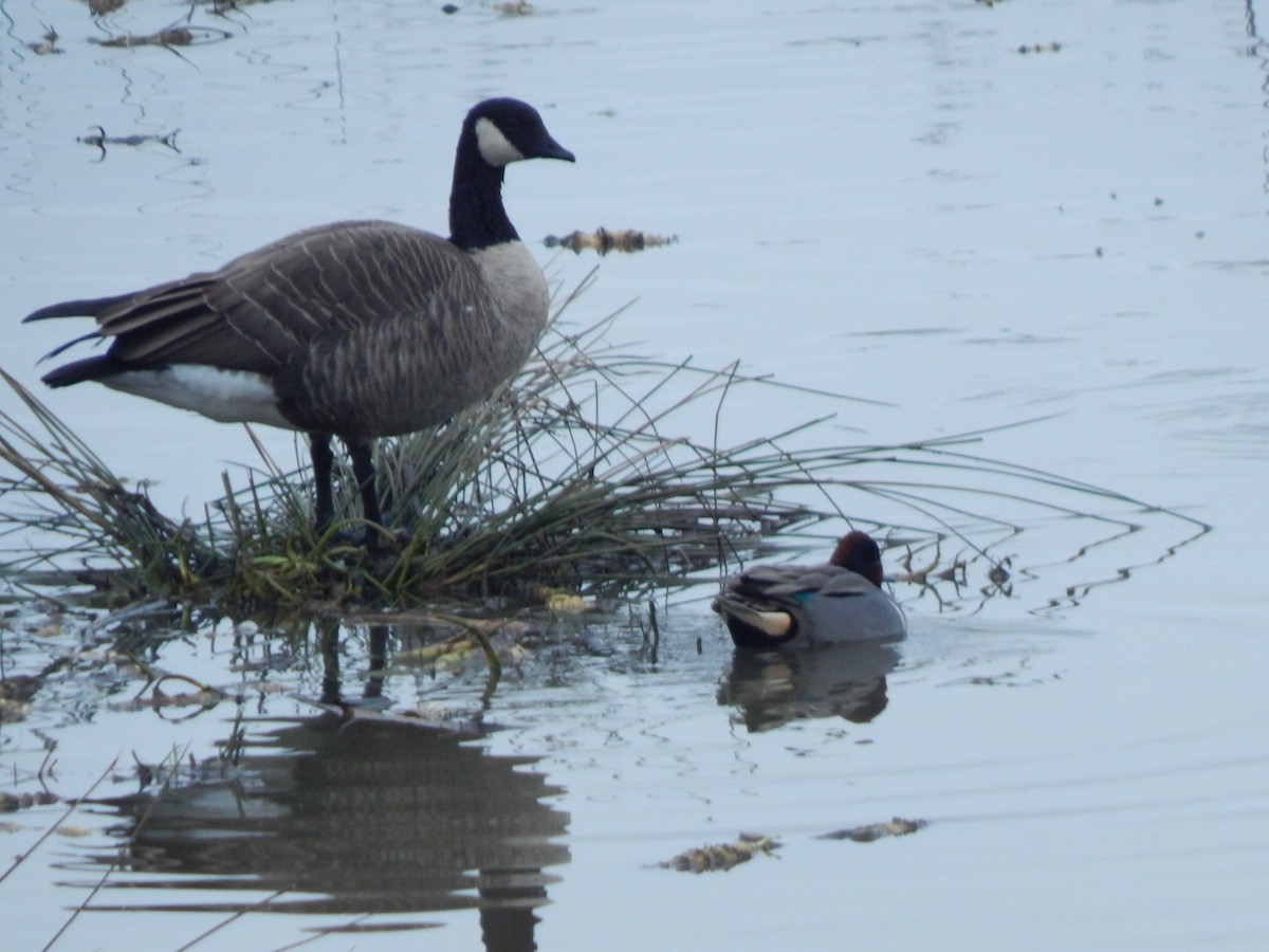 Green-winged Teal - ML620586909