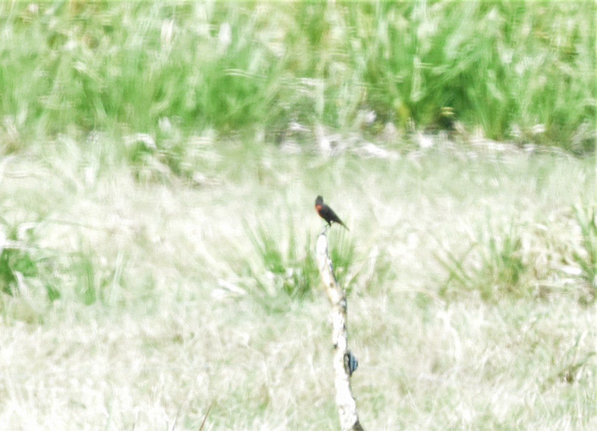 Red-breasted Meadowlark - ML620586915