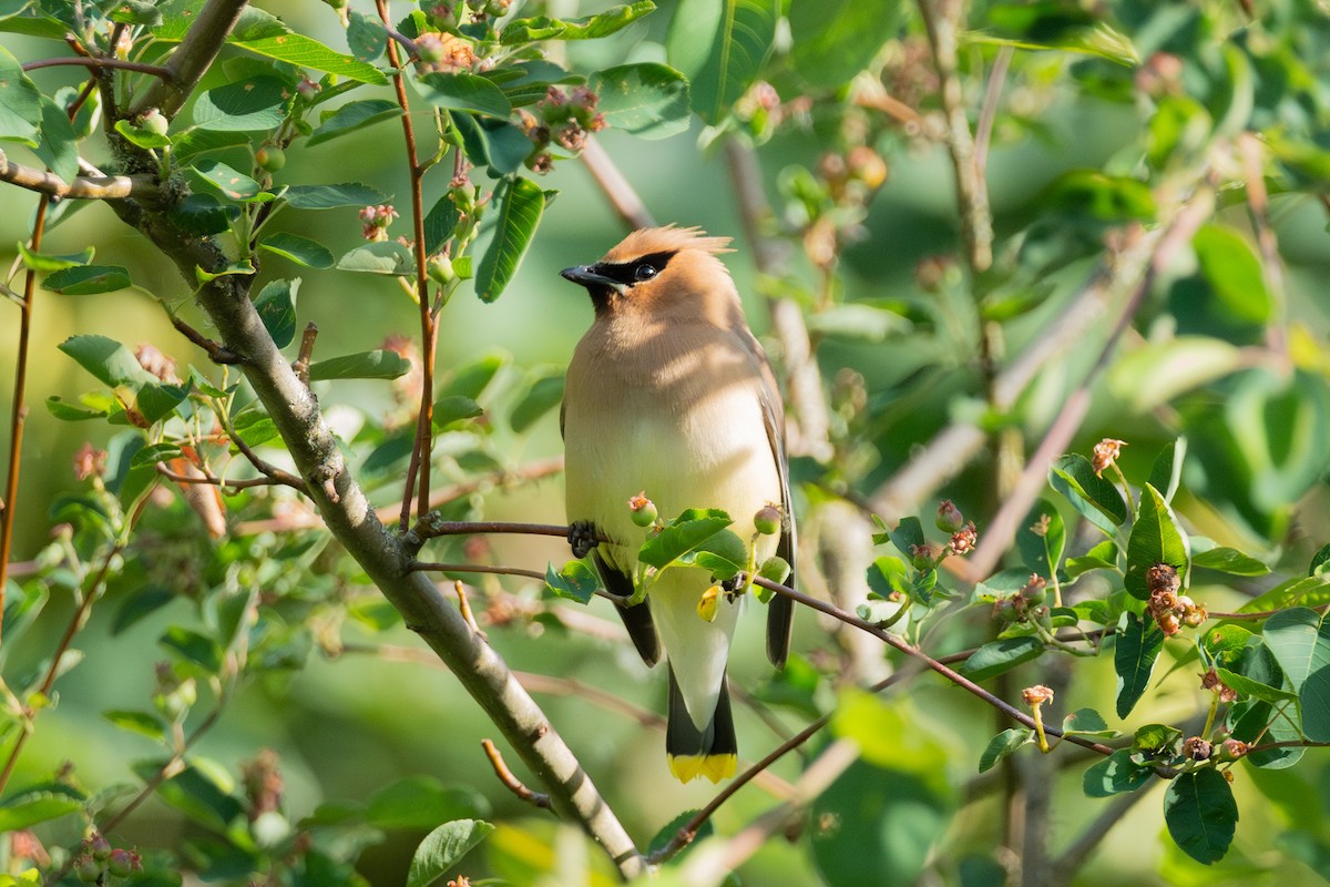 Cedar Waxwing - ML620586916