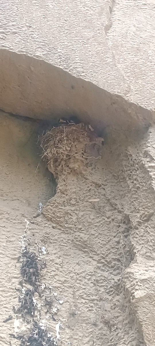 Black Phoebe - Deboniz Carpio