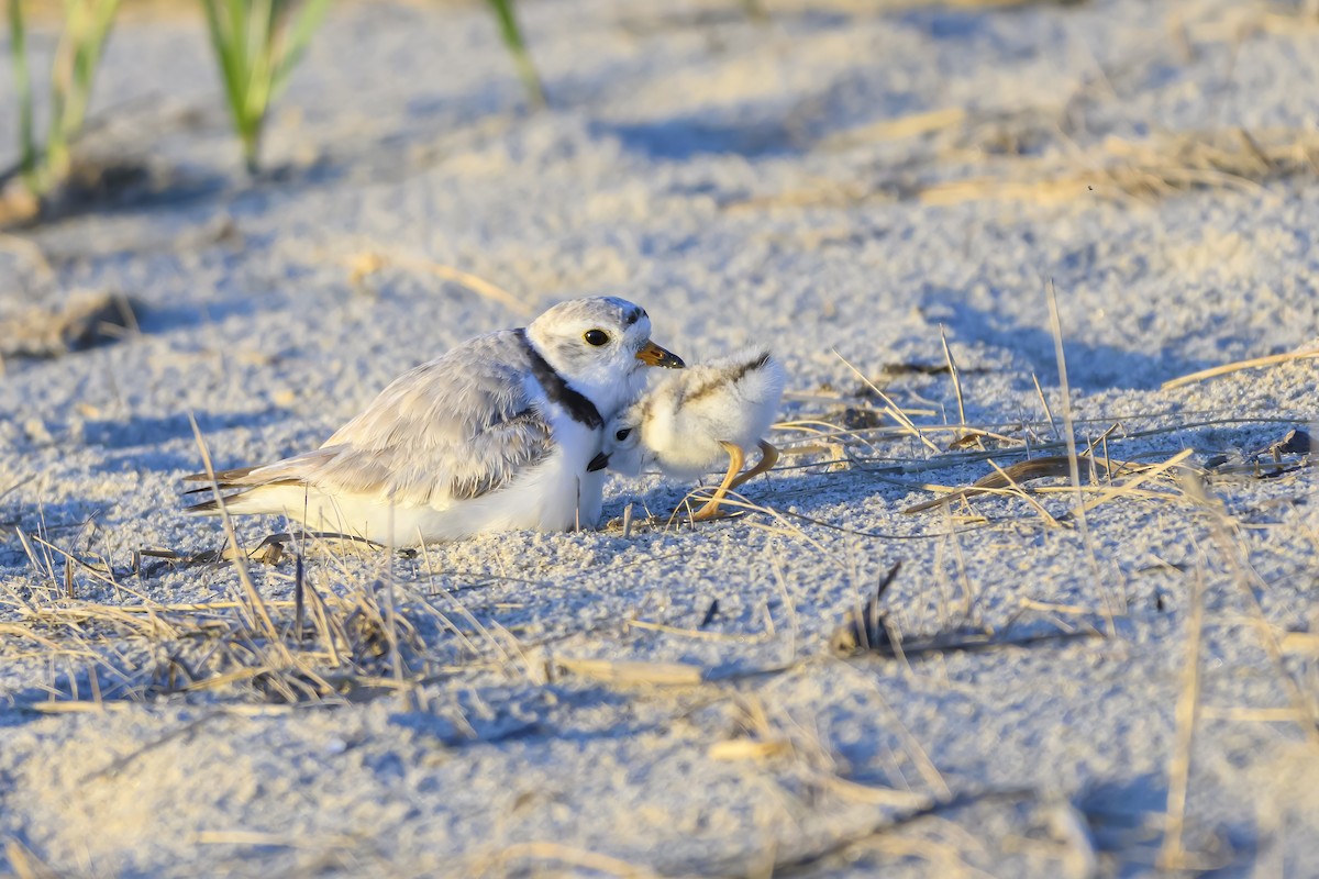 Piping Plover - ML620586921