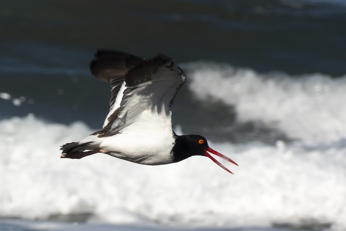 American Oystercatcher - ML620586928