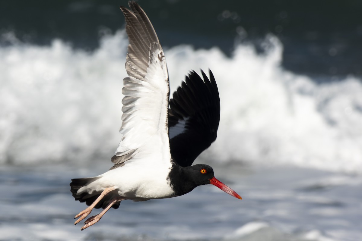 American Oystercatcher - ML620586929