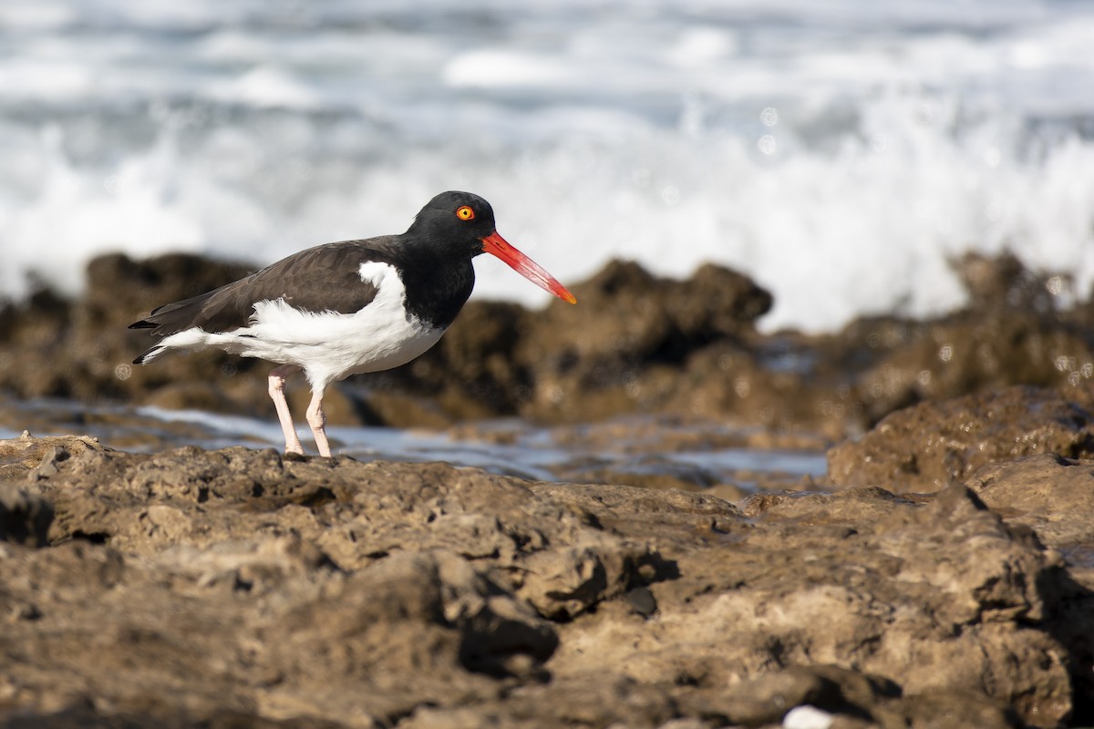 American Oystercatcher - ML620586930