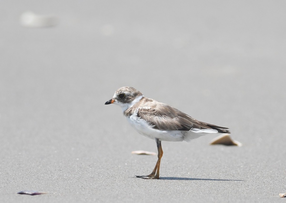 Semipalmated Plover - ML620586947