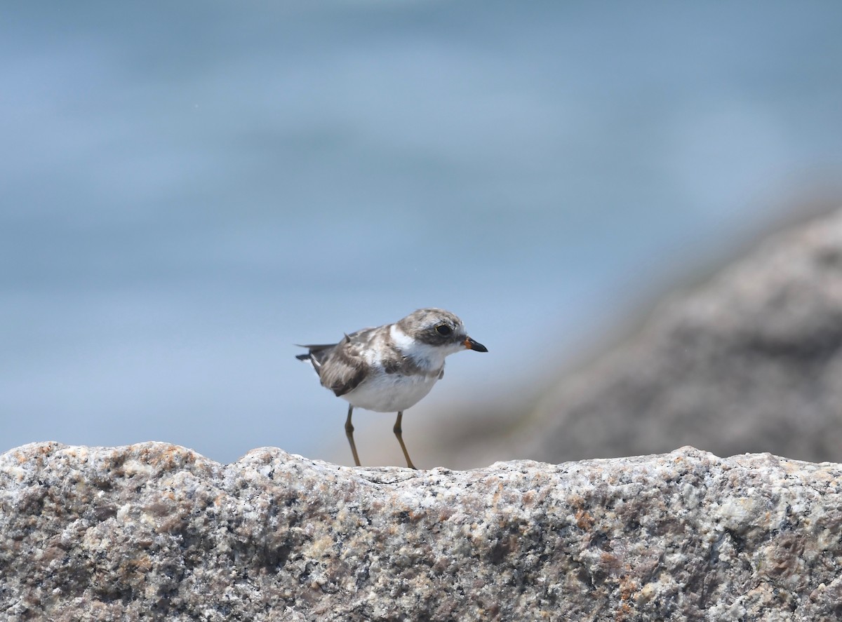 Semipalmated Plover - ML620586948