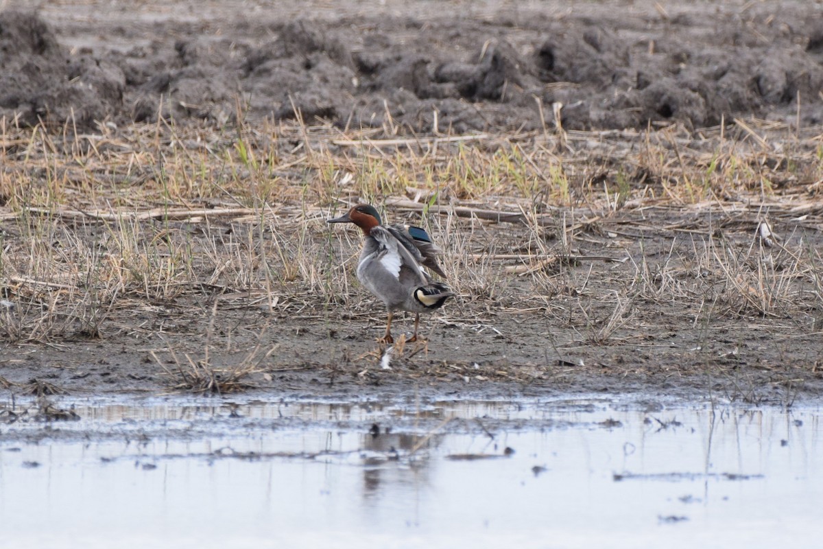 Green-winged Teal - ML620586952