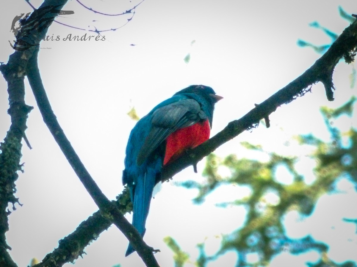 Mountain Trogon - ML620586953