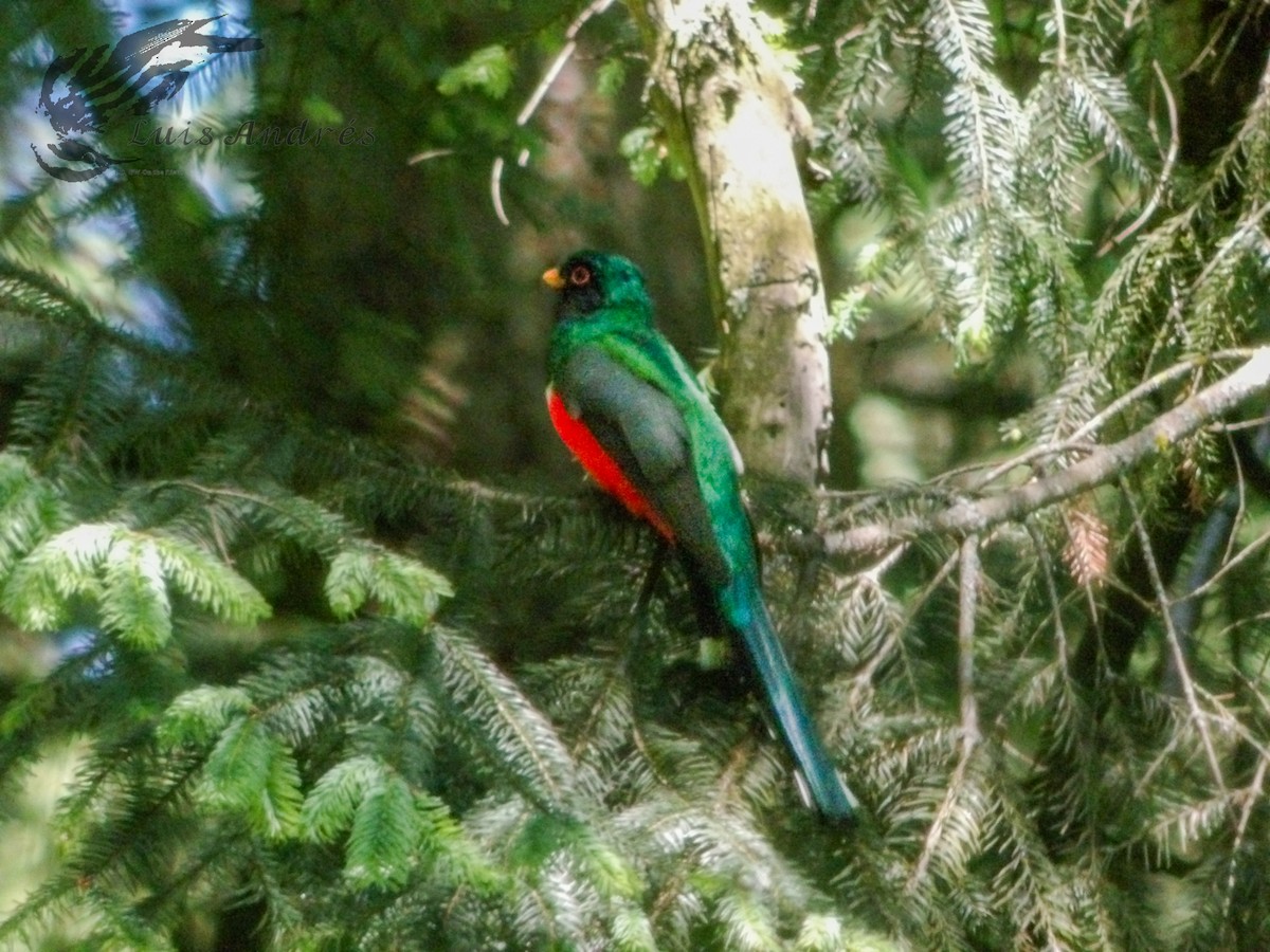 Mountain Trogon - ML620586954