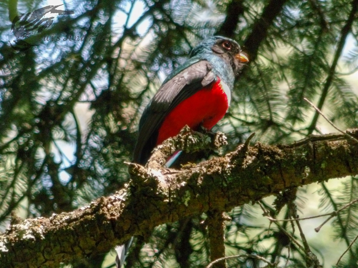 Mountain Trogon - ML620586955