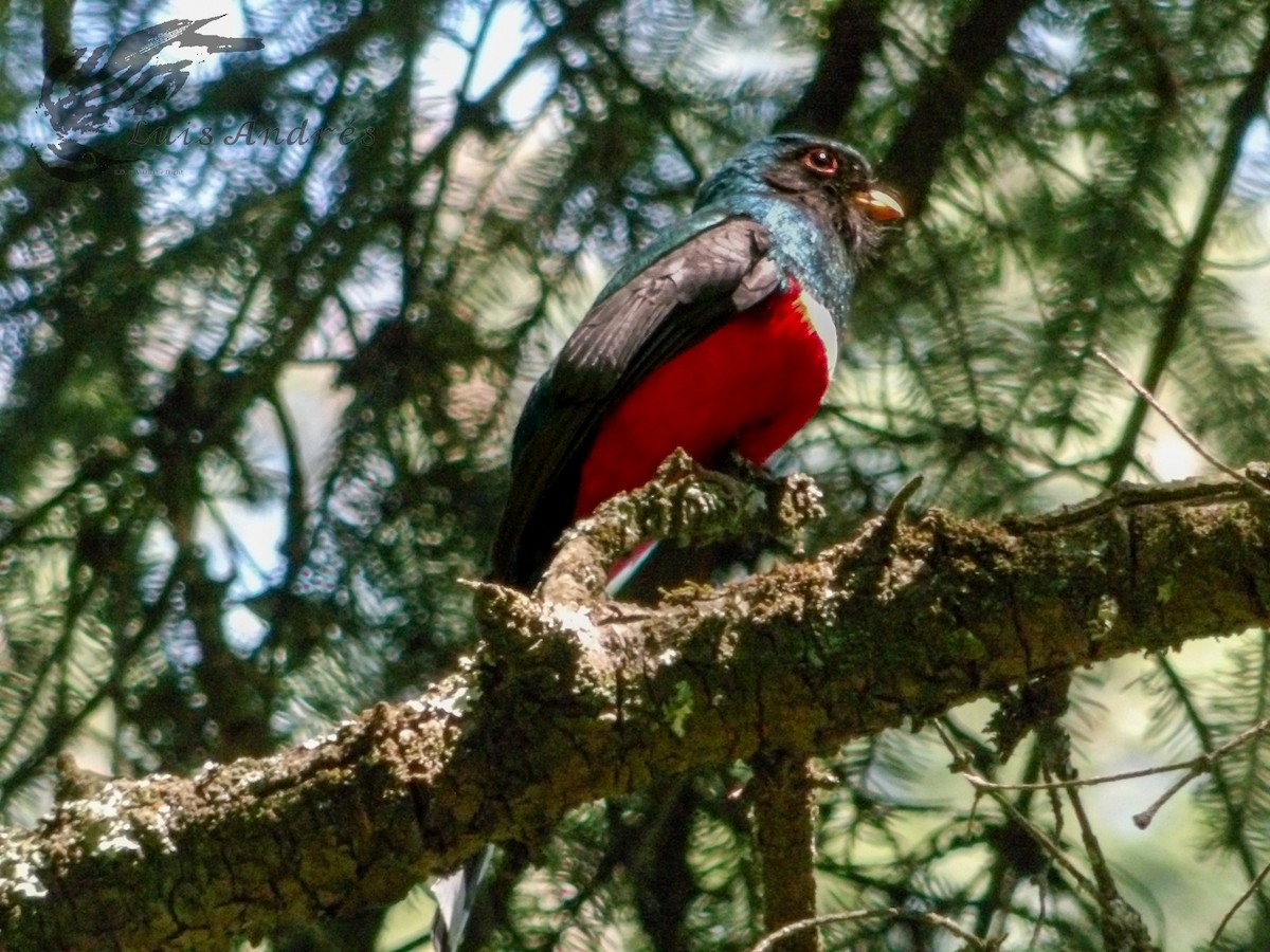 trogon mexický - ML620586956